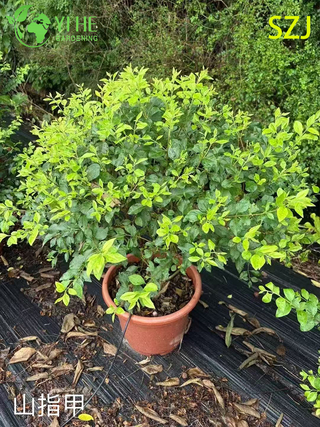 Esportazione all'ingrosso Ligustrum Sinense Arbusto sempreverde ornamentale di qualit&agrave; premium