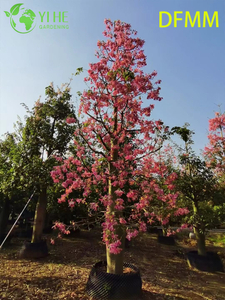 الجملة شجرة الزينة دائمة الخضرة Ceiba Speciosa لتصدير الحدائق والمناظر الطبيعية
