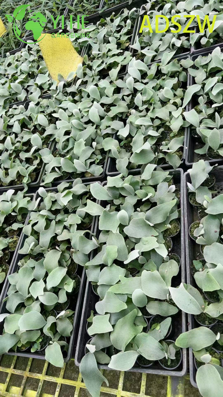 Горшечные растения Andes Java оптом для внутреннего и наружного ландшафтного дизайна и украшения