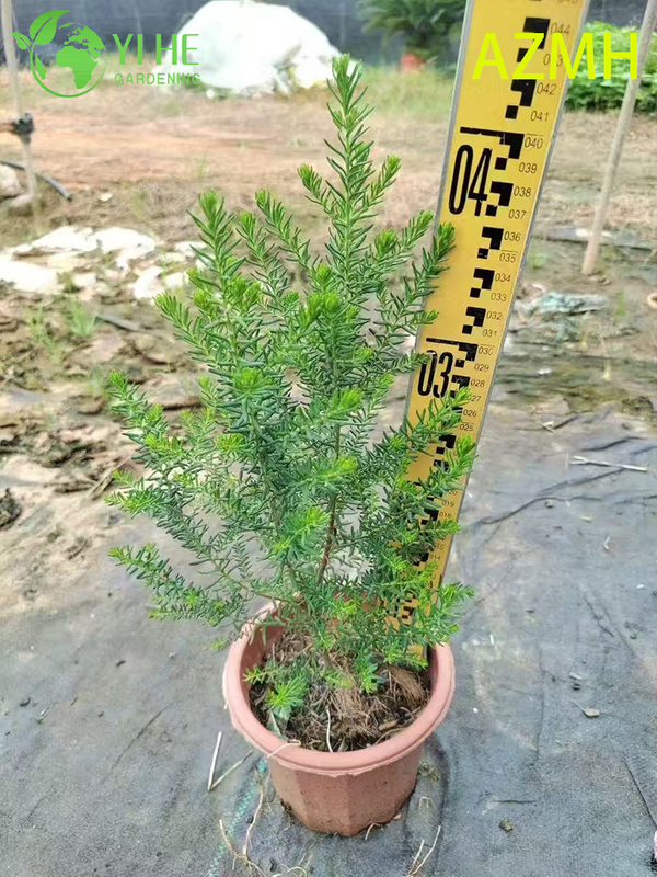 İ&ccedil; Mekan Dış Mekan Dekorasyonu ve Buketleri i&ccedil;in Toptan Avustralya Pirin&ccedil; &Ccedil;i&ccedil;eği Saksı Bitkileri