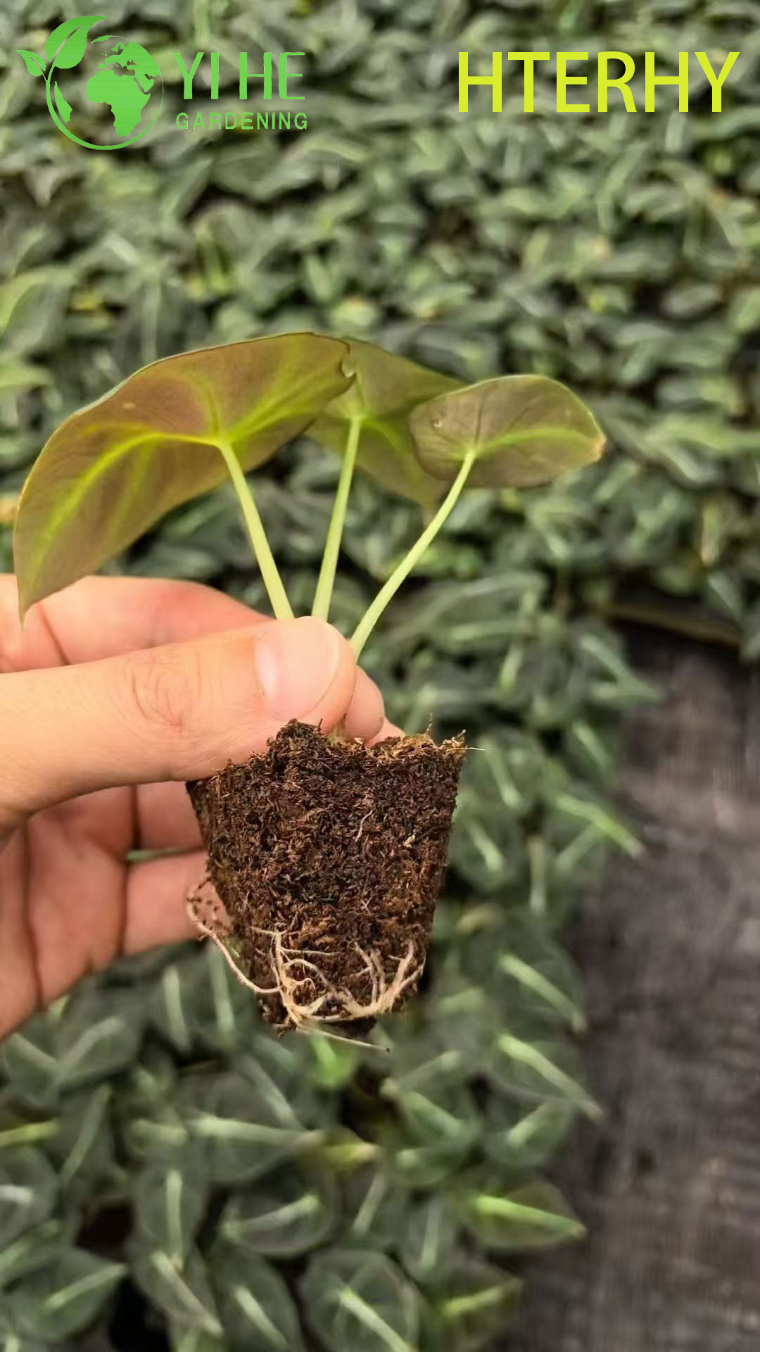 Gro&szlig;handel Export Black Velvet Alocasia S&auml;mlinge | Tropische Zierlaubs&auml;mlinge