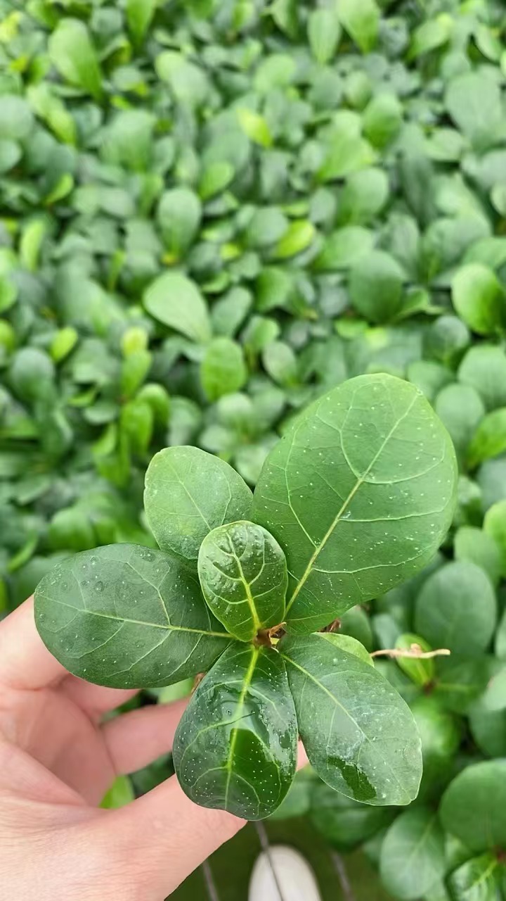 C&acirc;y giống Ficus lyrata xanh