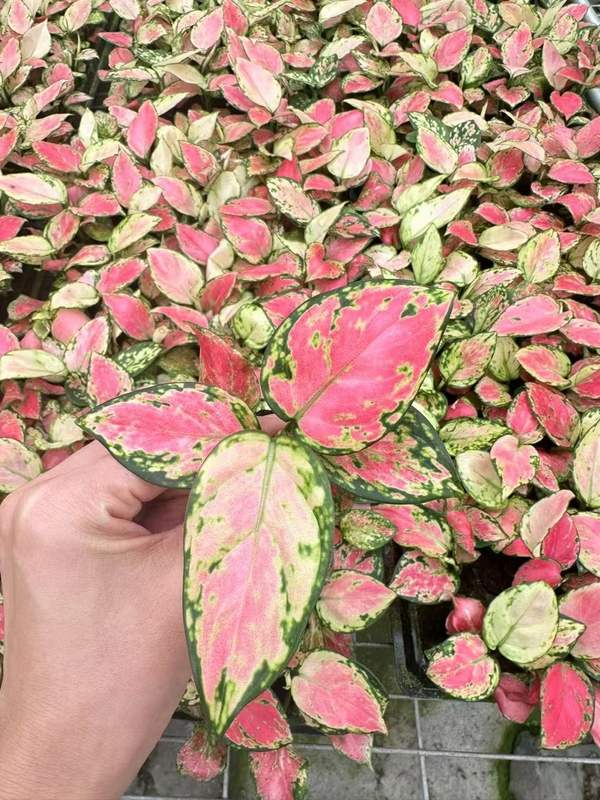 Aglaonema - សំណាបពណ៌ក្រហមដ៏រុងរឿង
