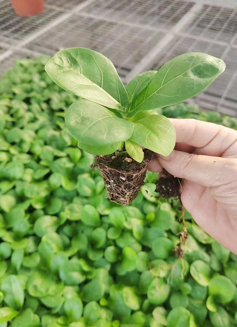 Ficus Pandurata Hance