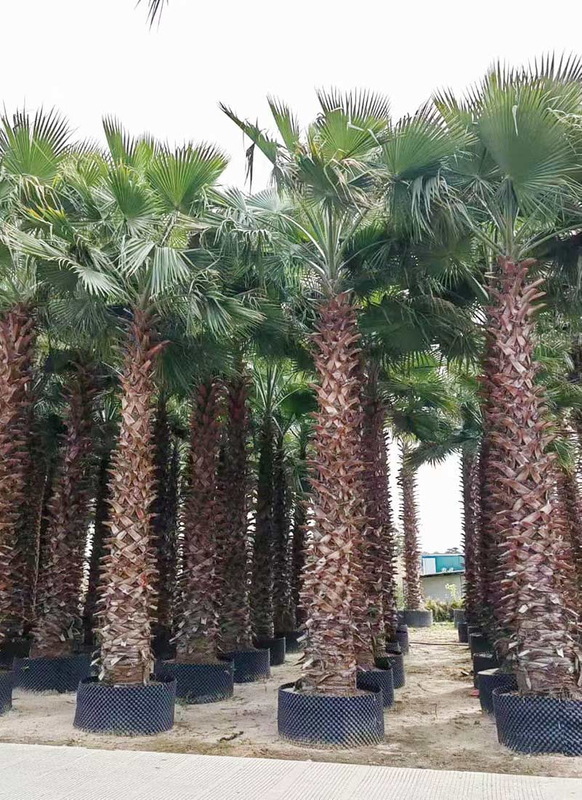 واشنطونيا روبوستا