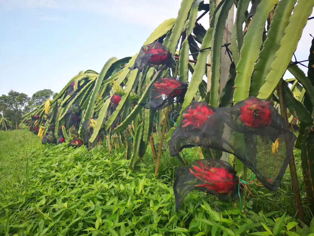 Hylocereus undatus, Thanh long, C&acirc;y thanh long