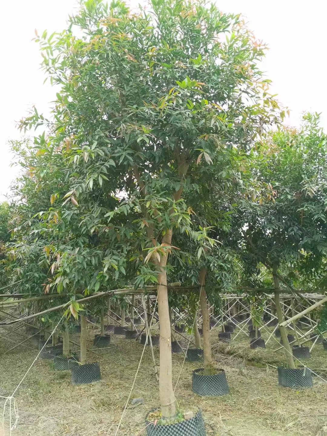 ሲዚጊየም ጃምቦስ (ኤል.) አልስተን