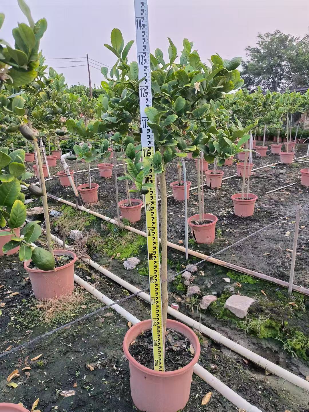 Limoneros,Citrus &times; limon (Linnaeus) Osbeck