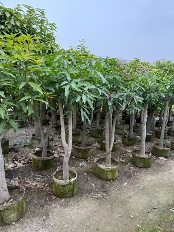 Mangifera indica, mangueiras