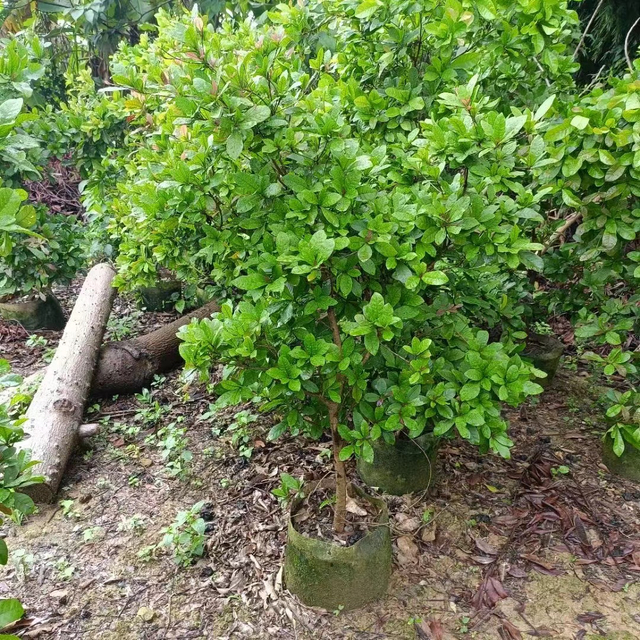 ተአምር የፍራፍሬ ዛፎች፣Synsepalum dulcificum Daniell
