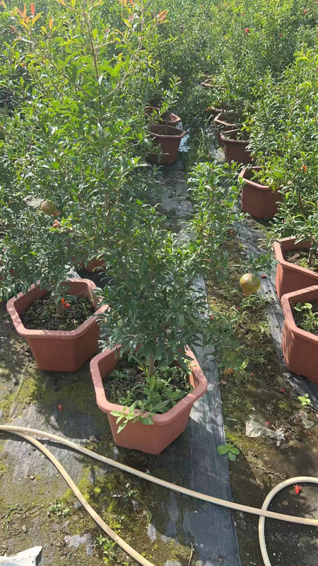 ต้นทับทิม Punica granatum 