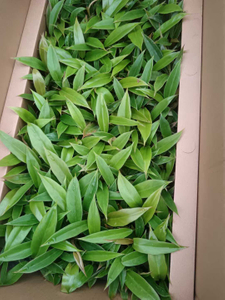 Muda de Epipremnum Aureum