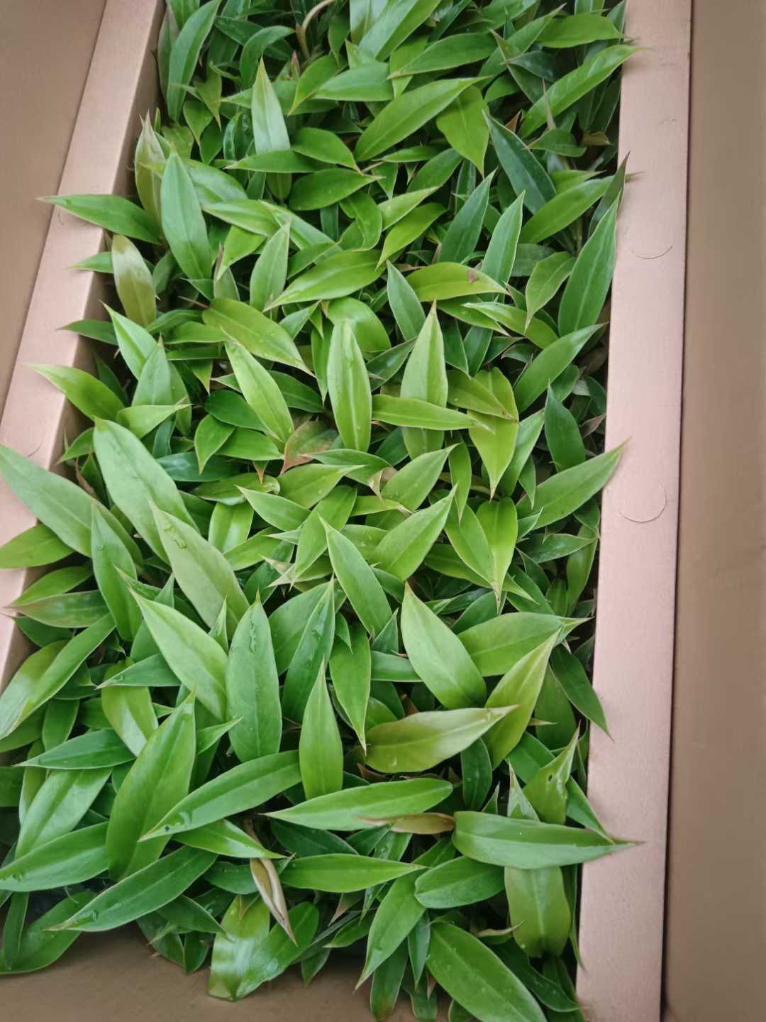 شتلة Epipremnum Aureum