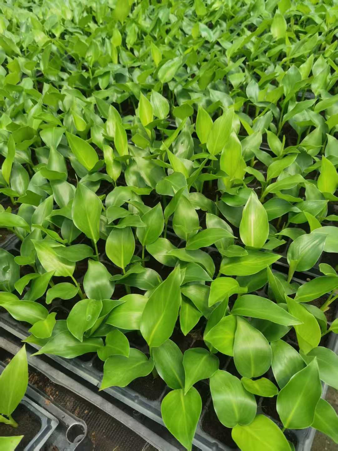 Piantina di Strelitzia Nicolai