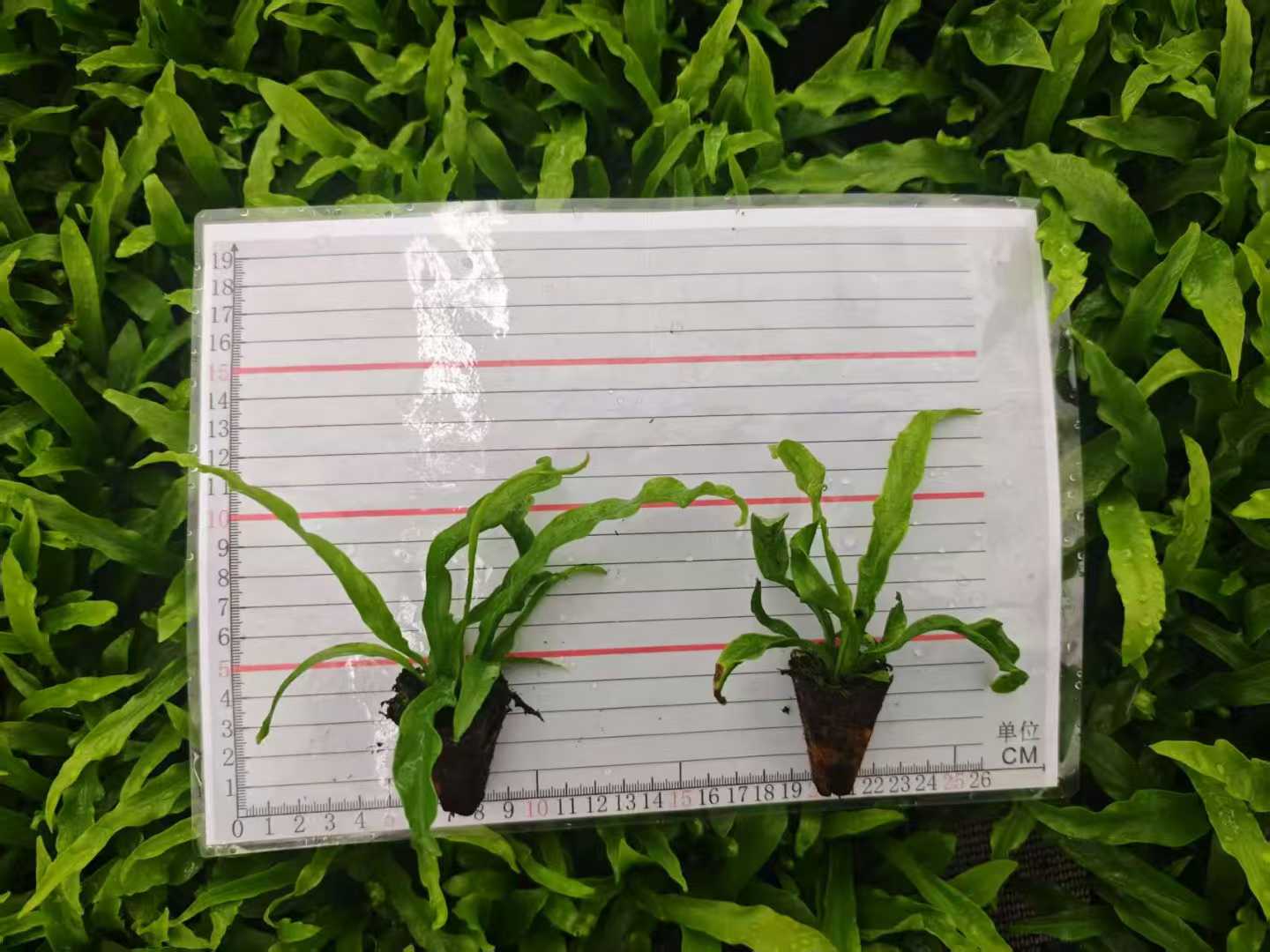 Asplenium Nidus