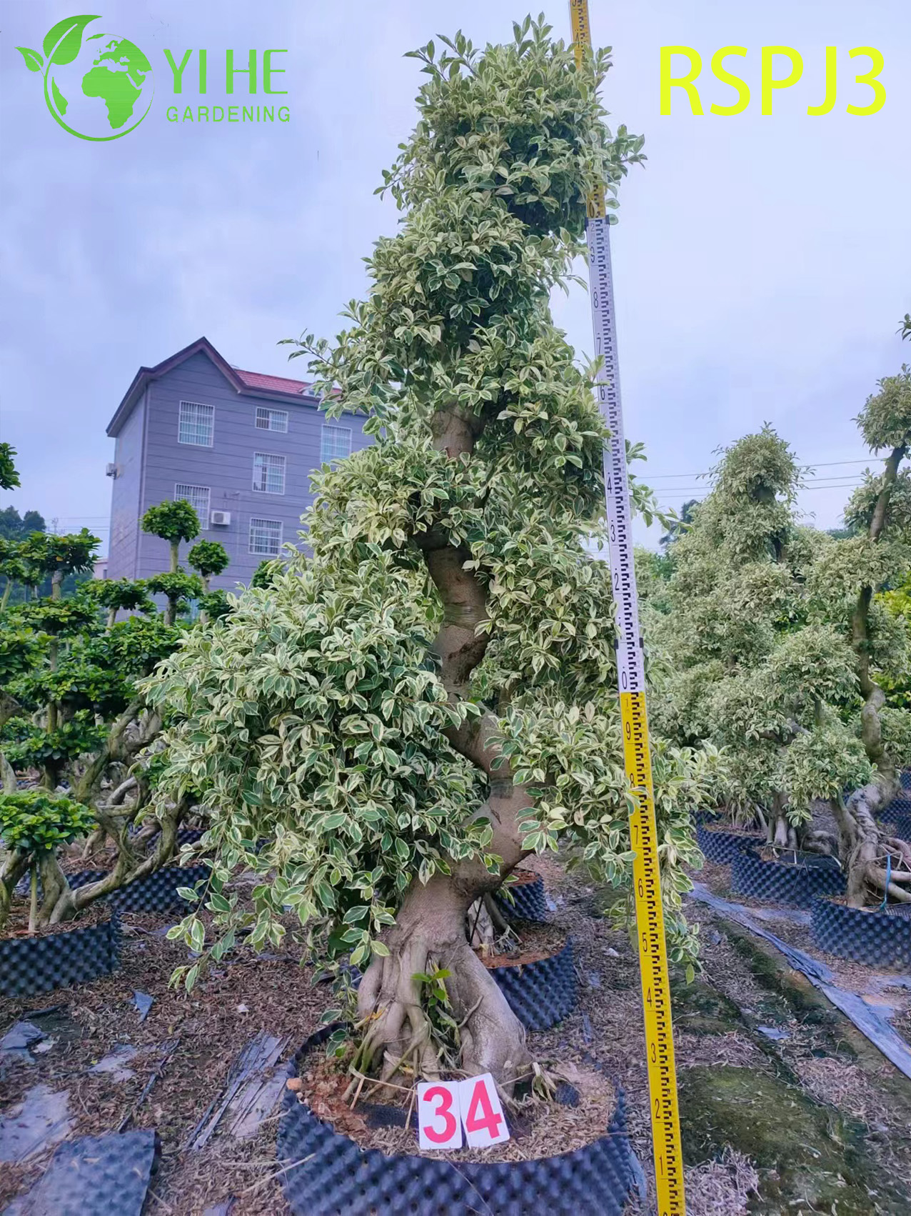 &Ocirc; nhiều tầng C&acirc;y Ficus nghệ thuật cao Một c&acirc;y cảnh sống tr&ecirc;n s&agrave;n trong nh&agrave;