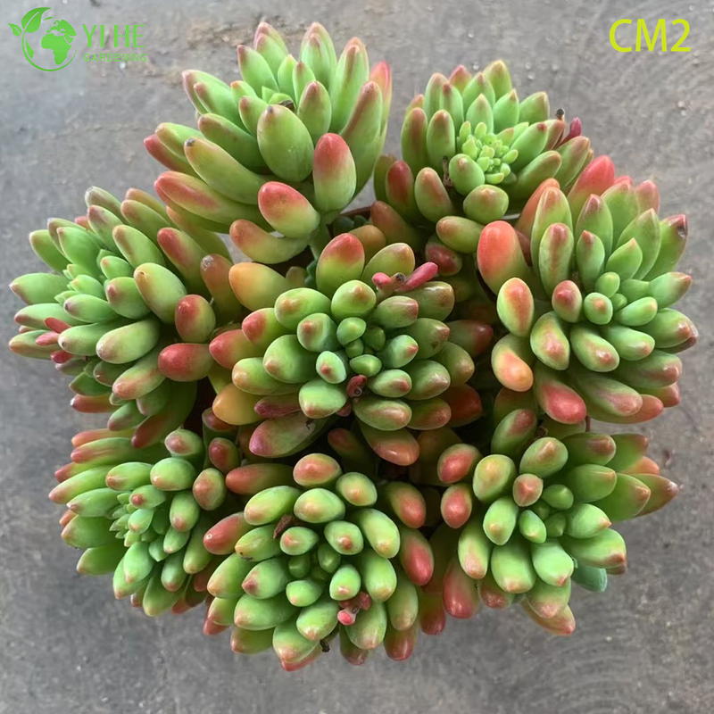 Bonsa&iuml; en grappe de plantes vivantes succulentes, gel&eacute;e de baies roses, vente en gros