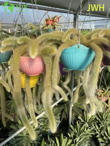Оптовый живой кактус с хвостом девятихвостой лисицы и обезьяны в подвесной корзине для декора бонсай