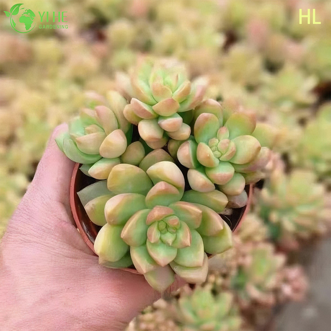 Venta al por mayor Golden Glow Sedum Adolphii Bonsai de racimo de plantas suculentas vivas