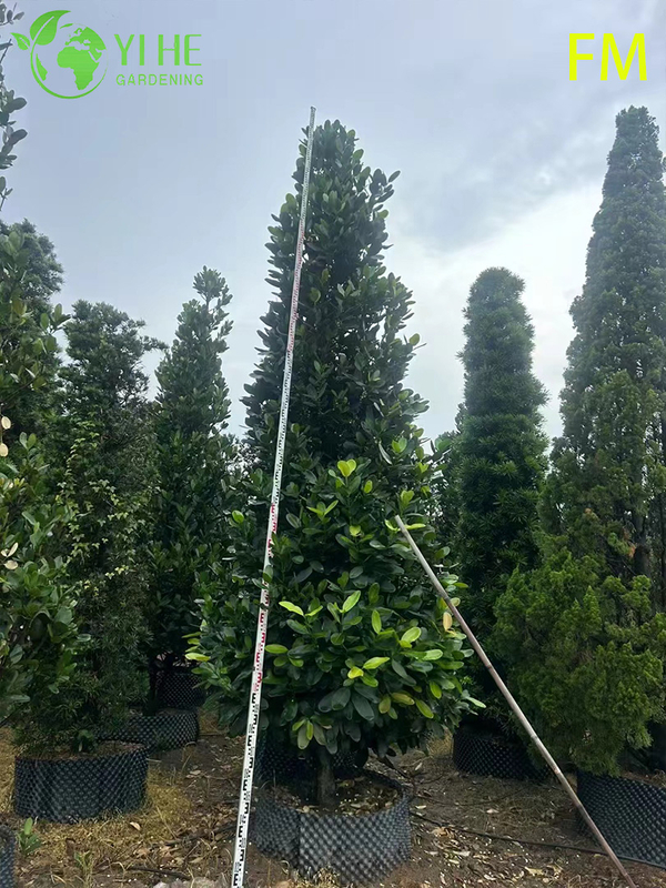 Venda por atacado de planta viva de &aacute;rvore Fukugi vertical para bonsai de cobertura de paisagem ornamental