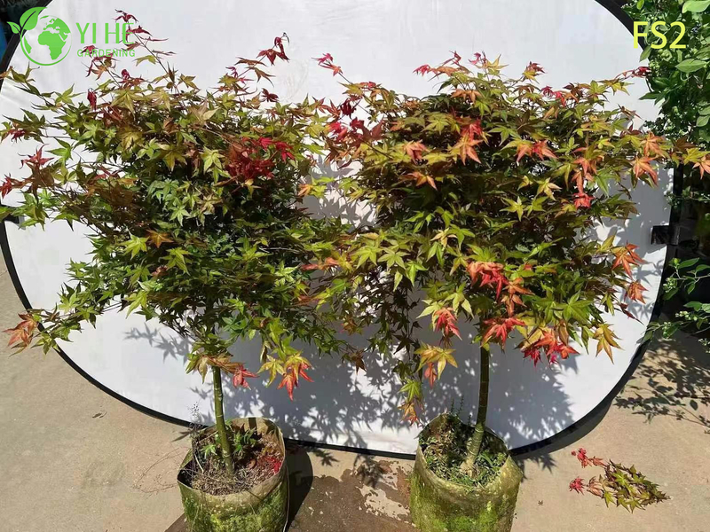 S&uuml;s Peyzaj Bonsai i&ccedil;in Ağlayan Yeşil Laceleaf Ak&ccedil;aağa&ccedil; Ağacı