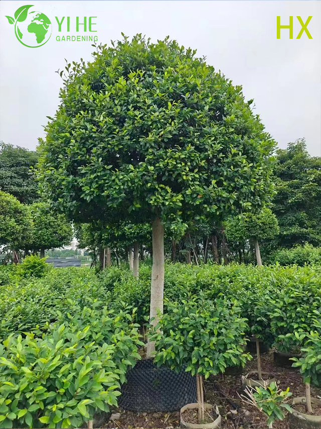 ขายส่งไม้พุ่มกล้วย Michelia Figo สดสำหรับบอนไซป้องกันความเสี่ยงสวนหอม