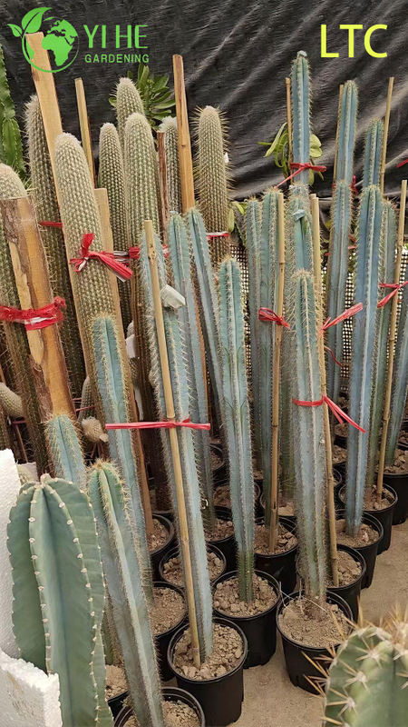 Pianta di cactus dal frutto del drago vivo, un Hylocereus Undatus fruttifero