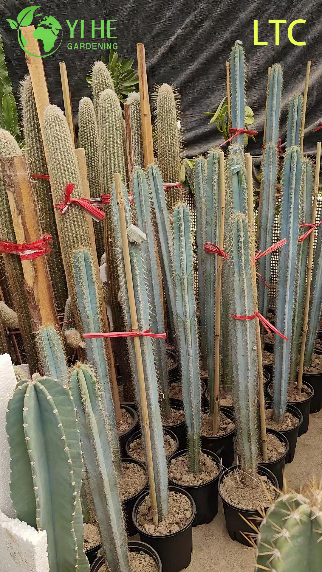 Pianta di cactus dal frutto del drago vivo, un Hylocereus Undatus fruttifero