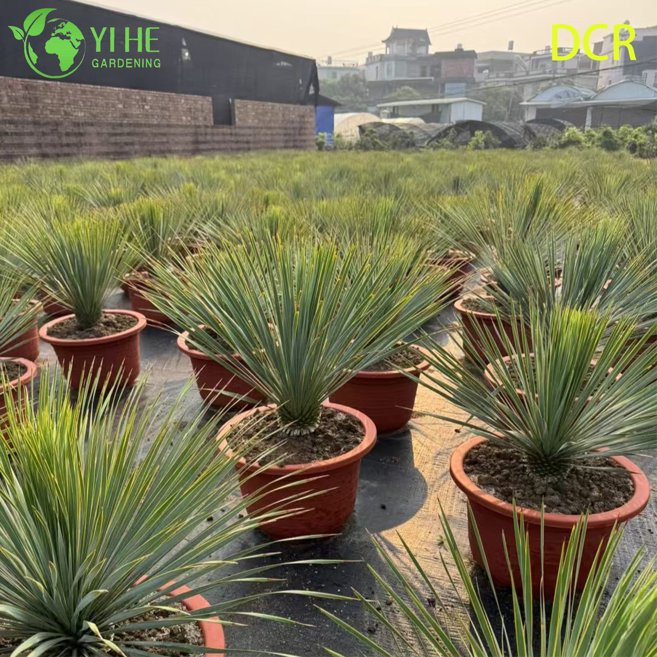 Lebende Schnabel-Yucca, eine winterharte, dürretolerante Bonsai-Pflanze im Freien