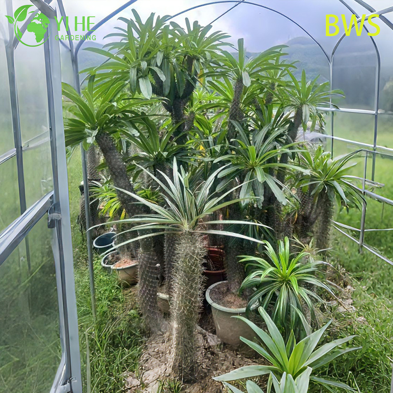 Lebende Madagaskar-Palme, ein hoher stacheliger Stamm, Pachypodium, saftiger Bonsai
