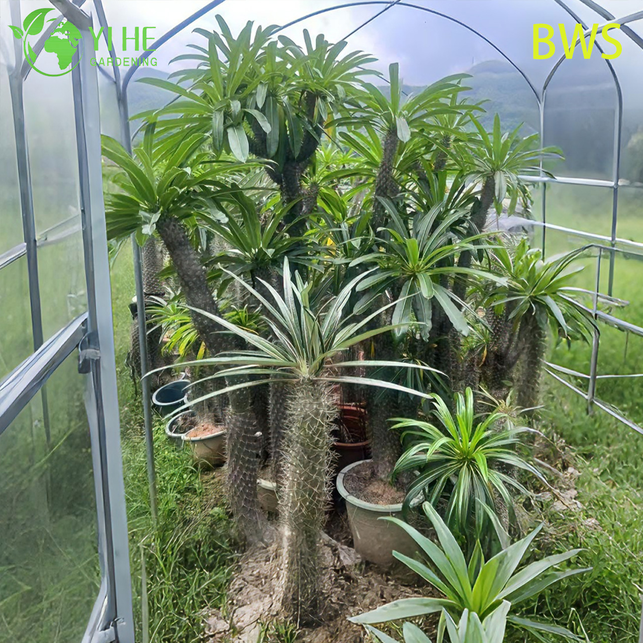 Lebende Madagaskar-Palme, ein hoher stacheliger Stamm, Pachypodium, saftiger Bonsai
