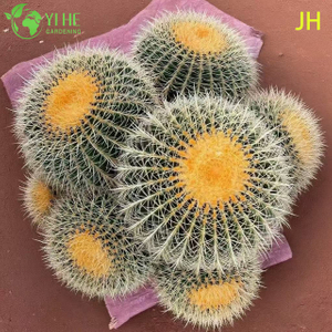 صبار البرميل الذهبي الحي بونساي عصاري أصفر مستدير كبير