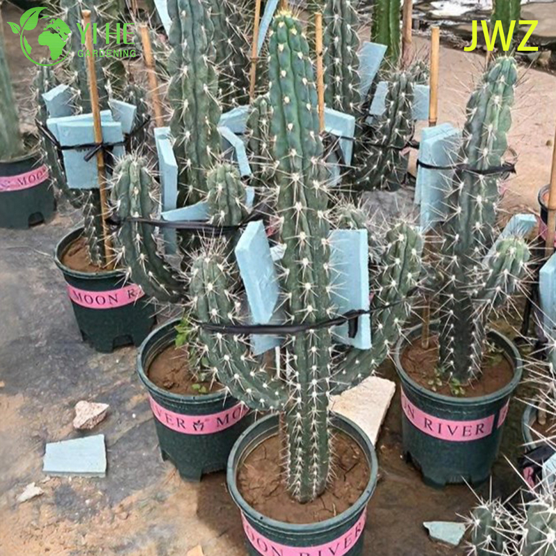 लाइव मैक्सिकन बाड़ पोस्ट कैक्टस एक लंबा स्तंभकार पसली वाला रसीला