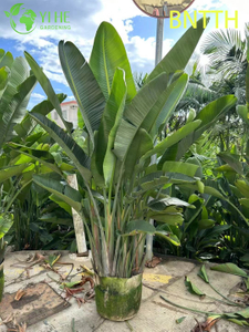 Venta al por mayor ave del para&iacute;so blanca gigante para bonsais de paisajismo interior y exterior