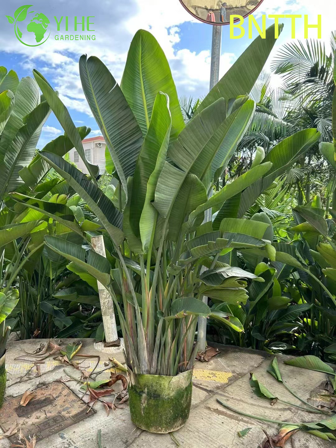 Venta al por mayor ave del para&iacute;so blanca gigante para bonsais de paisajismo interior y exterior