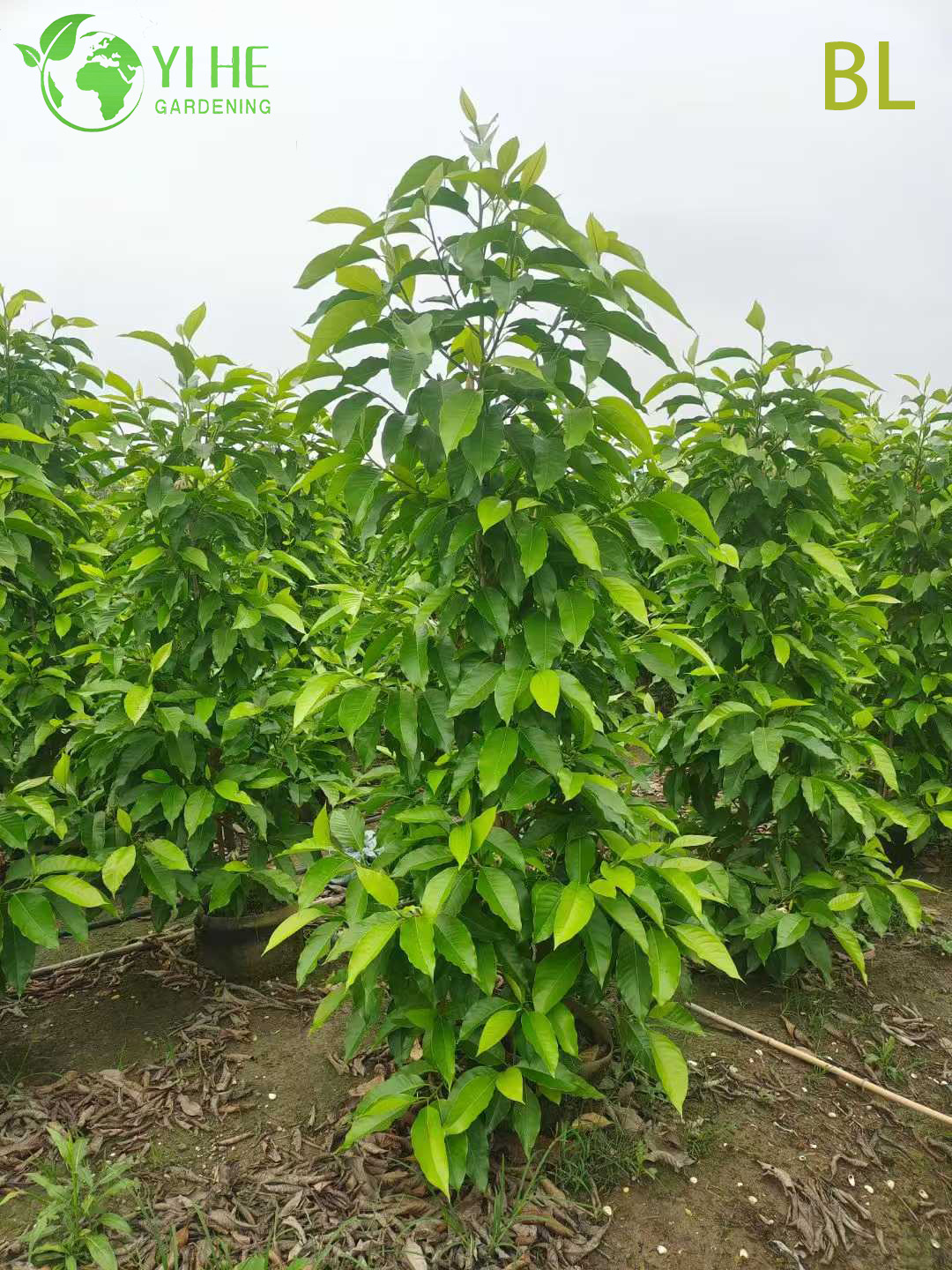 गार्डन लैंडस्केपिंग बोनसाई के लिए सजीव सुगंधित सफेद चंपाका मैगनोलिया पेड़