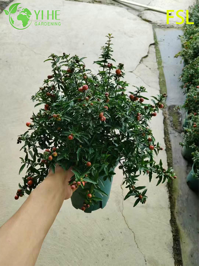 İhracata Y&ouml;nelik Taze Tropikal Psidium Guajava Canlı Meyve Ağa&ccedil;ları
