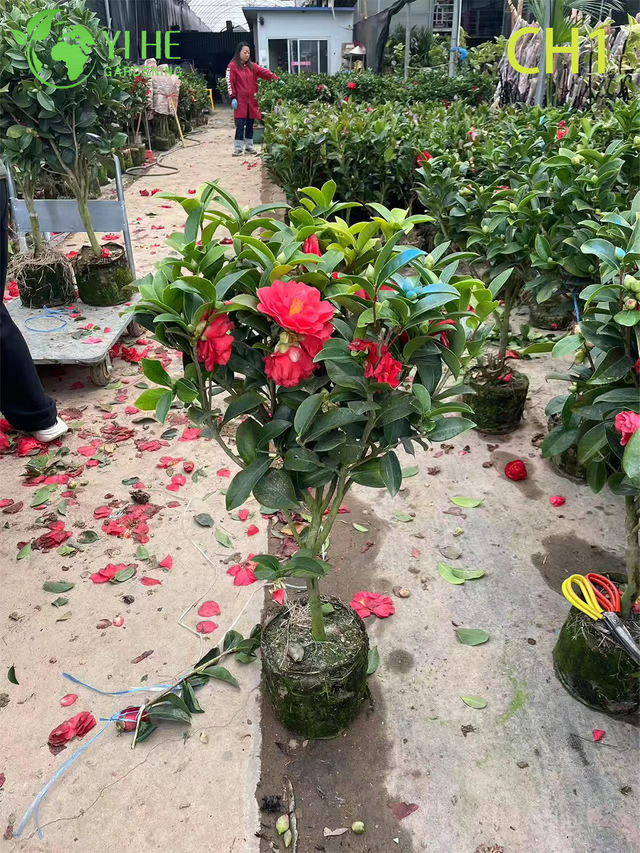 Gro&szlig;handel lebende rot bl&uuml;hende Camellia Japonica Zierstrauch-Bonsai