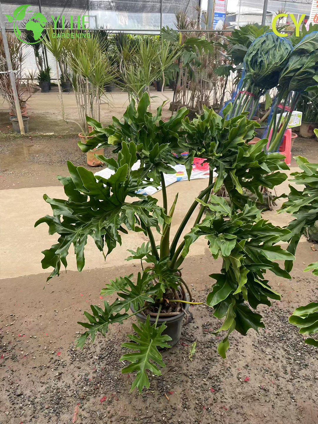 Lussureggiante pianta tropicale della speranza all'ingrosso Thaumatophyllum Bipinnatifidum Bonsai