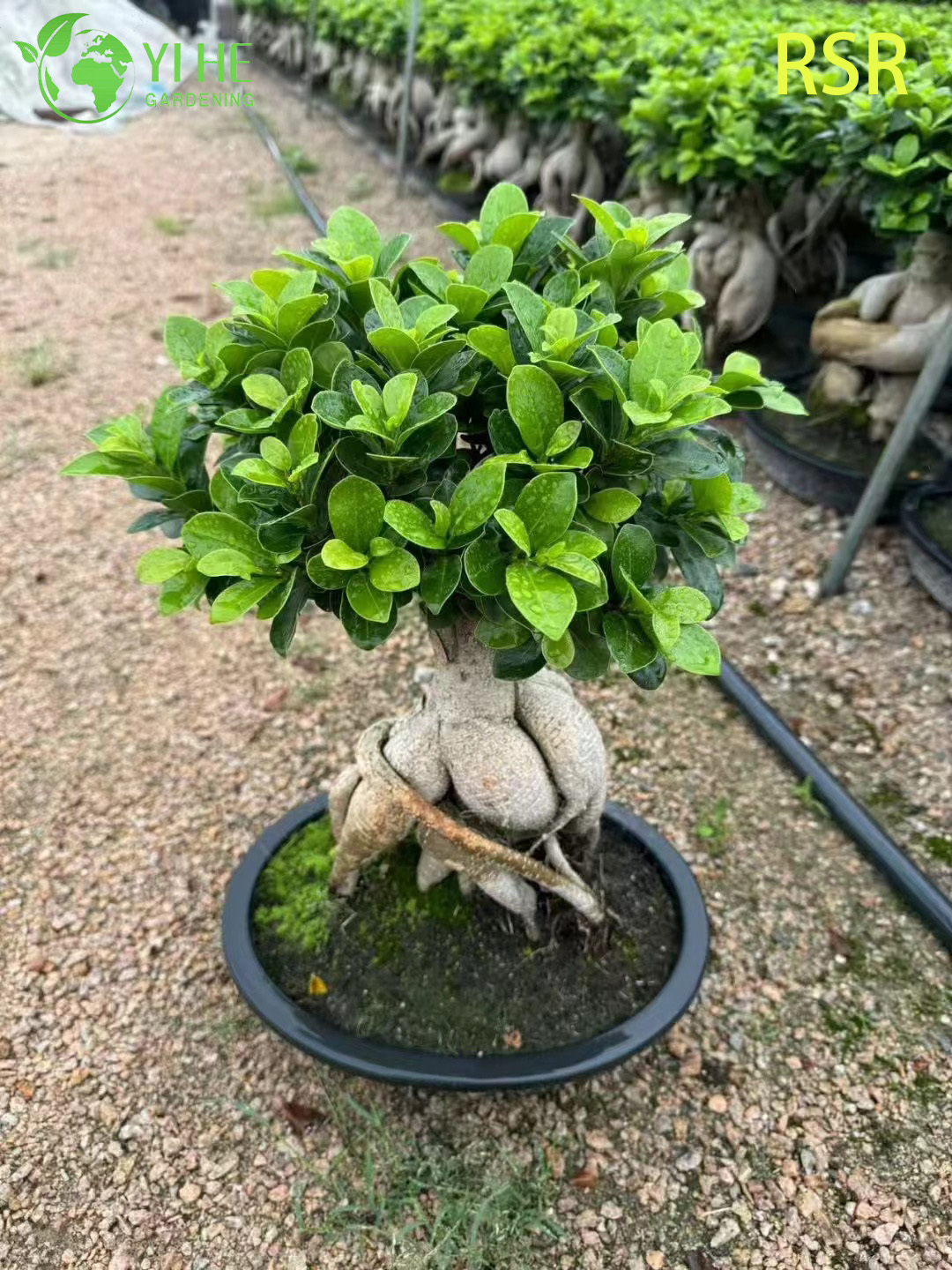 نبات الجينسنغ الحي Microcarpa نبات شجرة بونساي داخلي