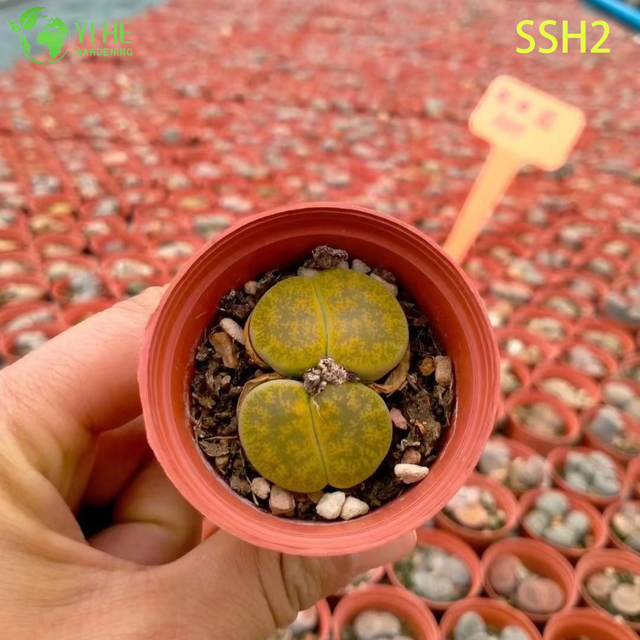 Wei&szlig; bl&uuml;hende Lithops Living Stones, verschiedene Sukkulenten-Bonsai im Gro&szlig;handel