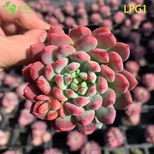 Живая красочная розетка Эхеверия Голубое яблоко Суккулентное растение Бонсай