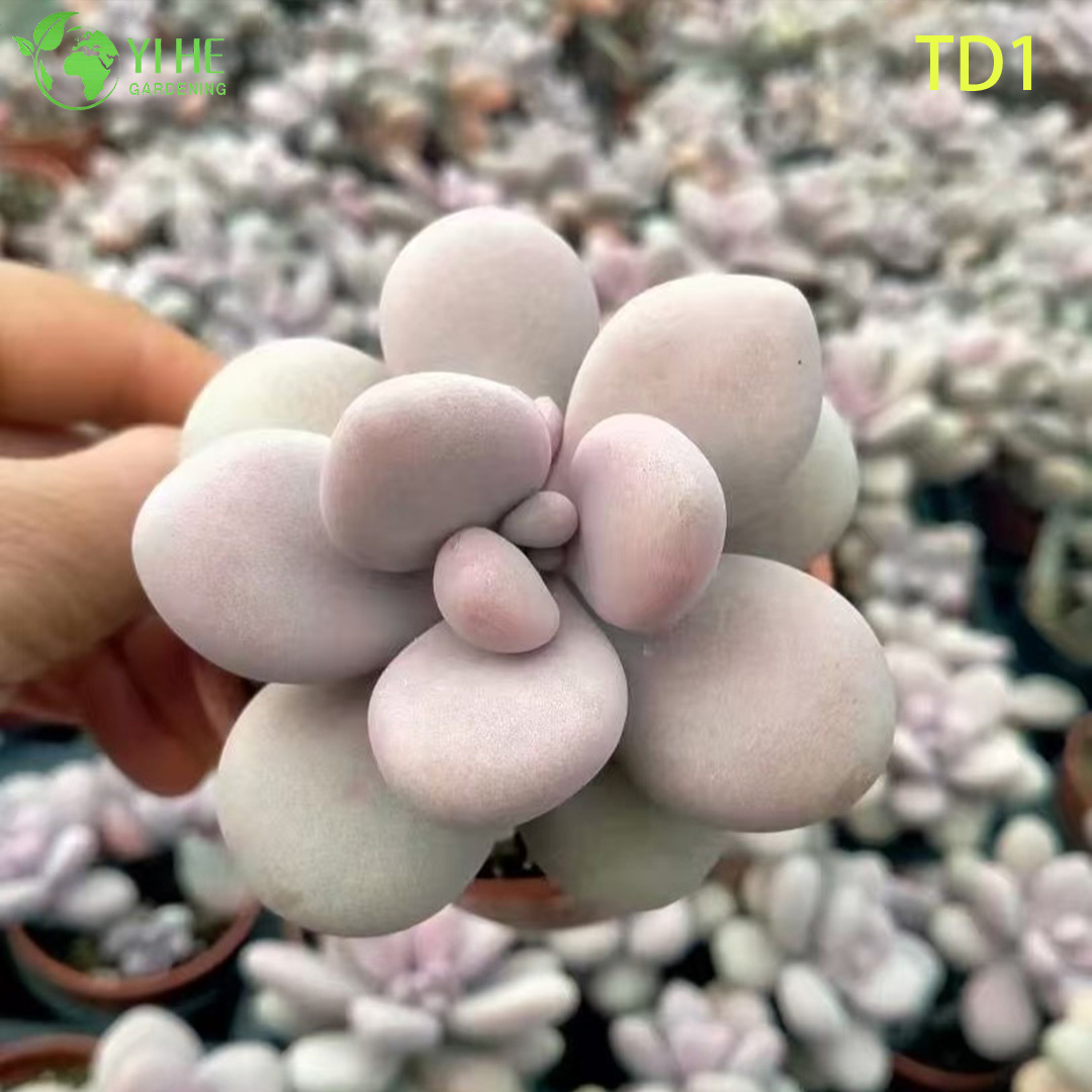 الجملة أحجار القمر الوردي عصاري Graptopetalum أميثيستينوم النباتات الحية بونساي