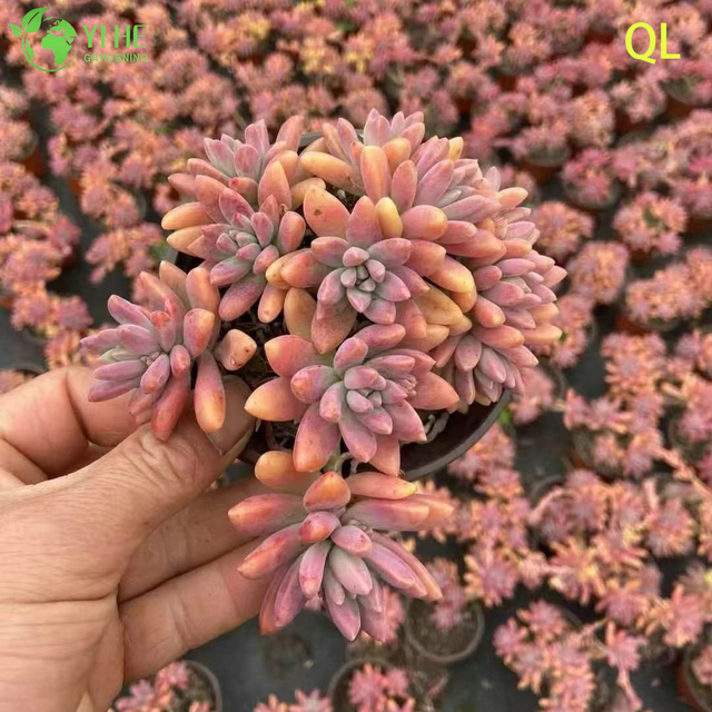 Toptan Pembe Şeftali G&uuml;n Batımı Etli Graptosedum Francesco Baldi Canlı Bitki Bonsai