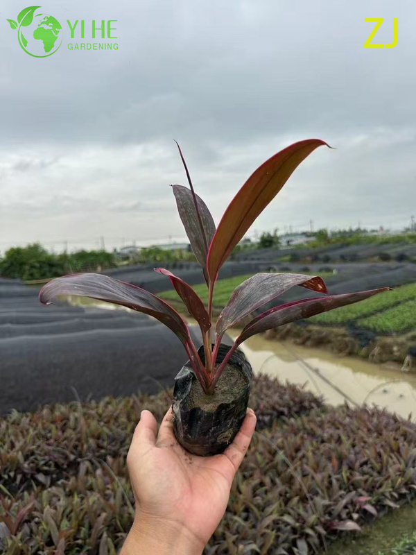Venta al por mayor Bonsai de follaje tropical vivo de planta Cordyline Ti de color rosa intenso