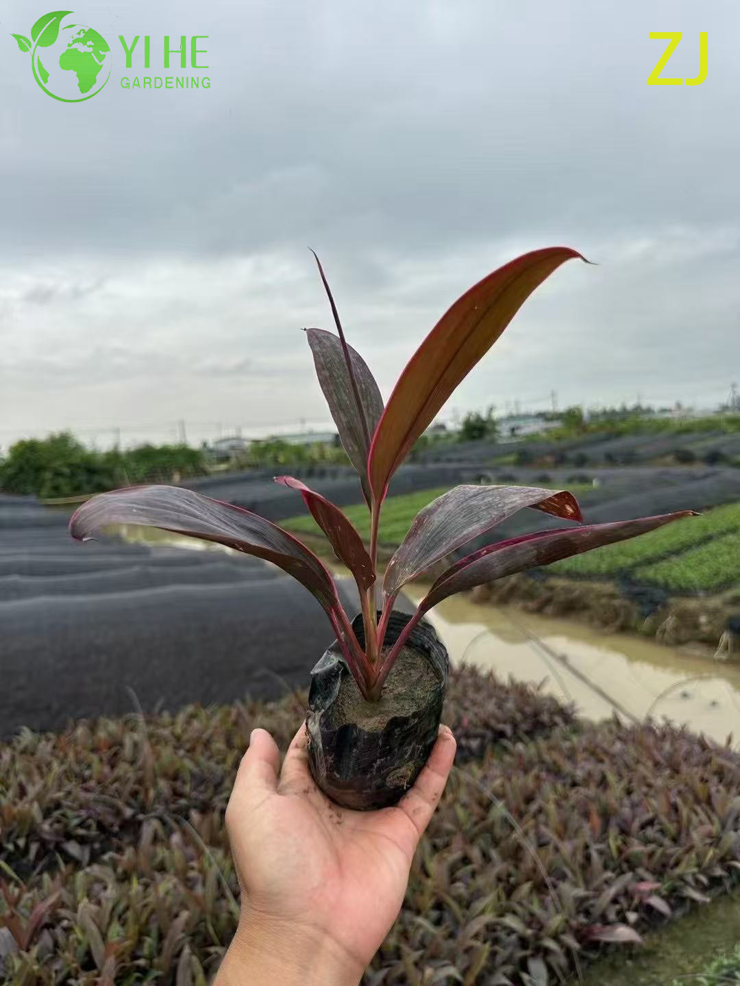 Venta al por mayor Bonsai de follaje tropical vivo de planta Cordyline Ti de color rosa intenso