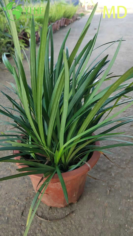 Atacado variegado Liriope Lilyturf bonsai de cobertura vegetal com flora&ccedil;&atilde;o viva