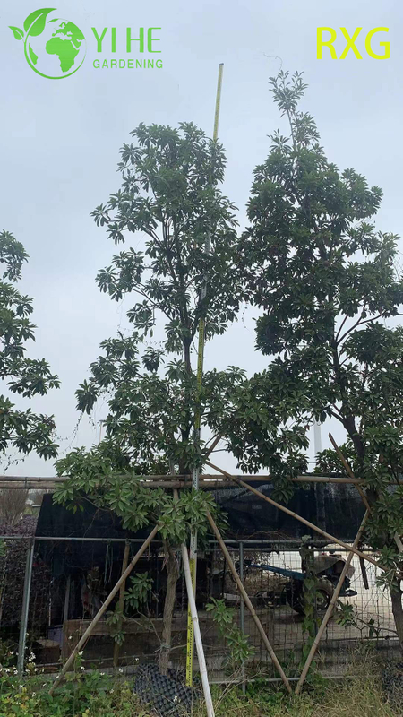 मीठे ब्राउन शुगर फल बोनसाई के साथ लाइव मणिलकरा ज़पोटा सैपोडिला चीकू पेड़