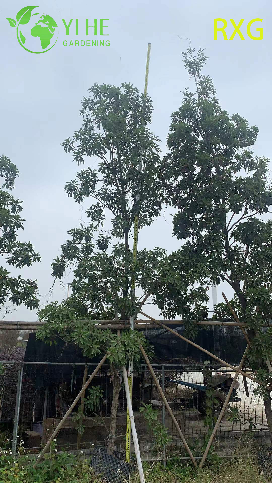 मीठे ब्राउन शुगर फल बोनसाई के साथ लाइव मणिलकरा ज़पोटा सैपोडिला चीकू पेड़