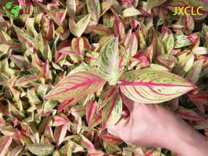 Piantine sempreverdi cinesi all'ingrosso della spina di avviamento di Aglaonema Golden Star Live